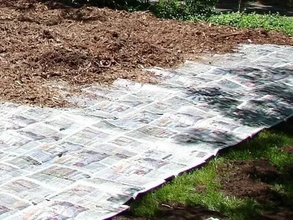 Устилают землю и воду таким пестрым ковром
