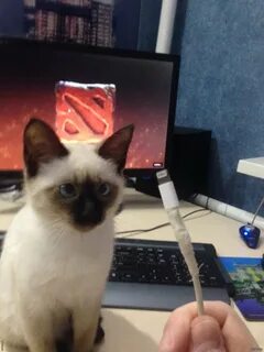 Кот зу