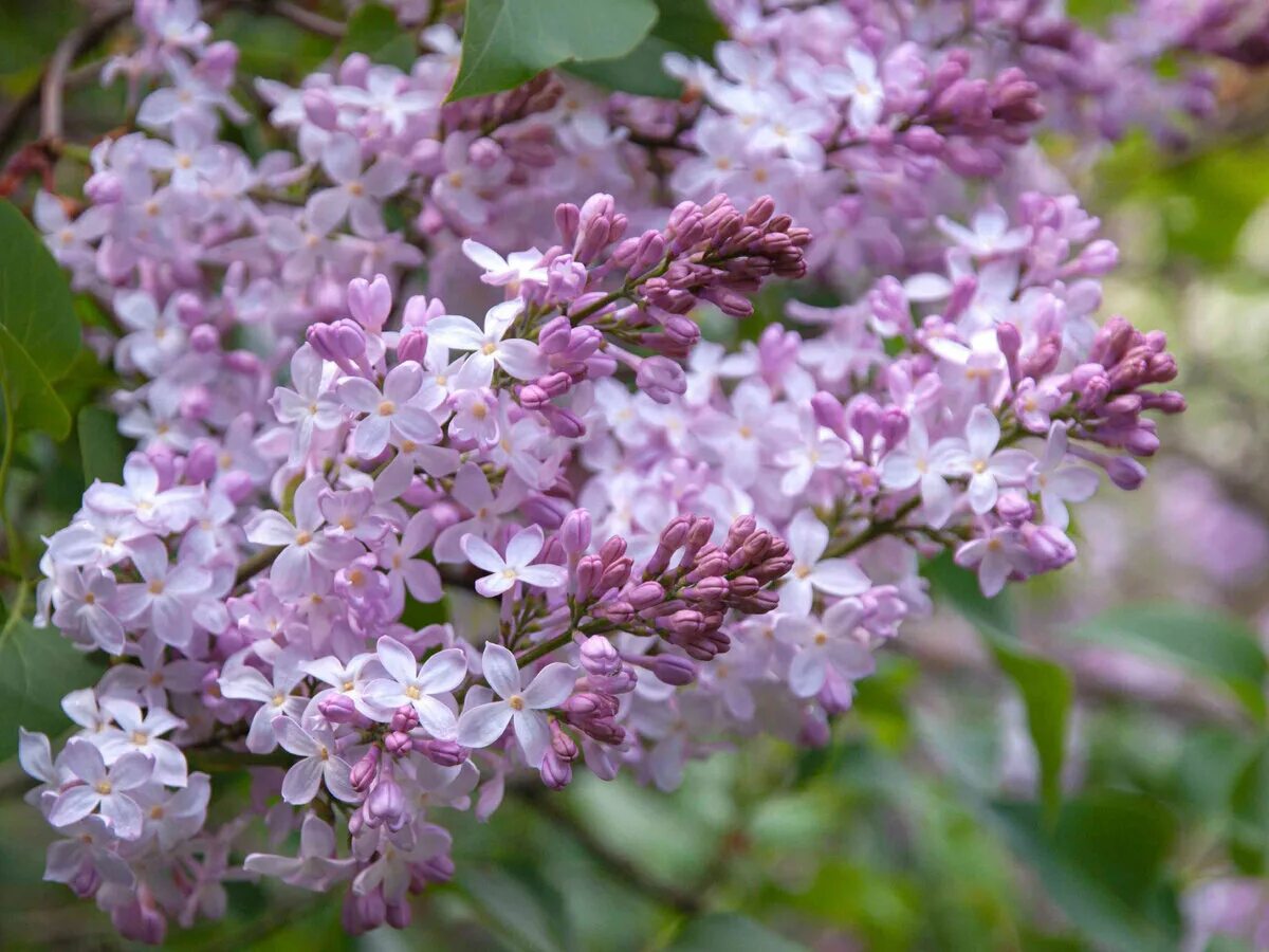 Lilac фото. Сирень обыкновенная (syringa vulgaris). Флокс лилак клауд. Сирень. Lilac фото.