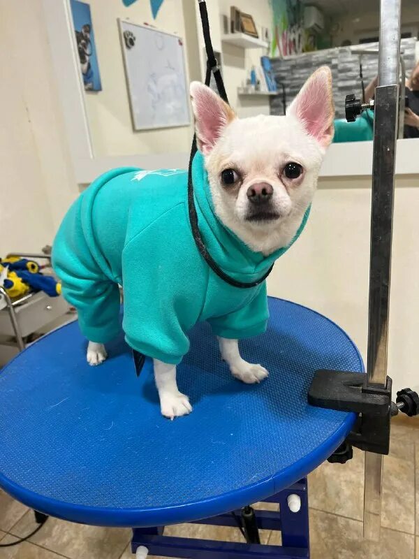 парикмахер для животных. инстаграм грумеры пудель. стрижка петрозаводск. грумер ростов на дону. груминг салон.