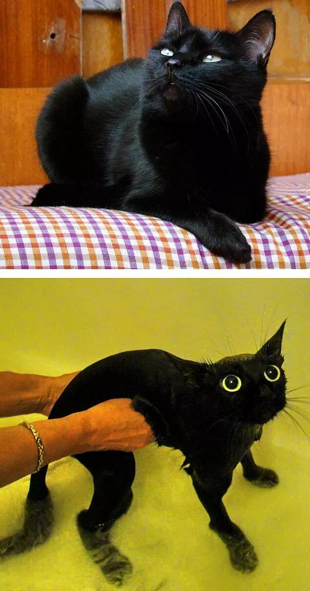 После мытья кошки. Коты до и после купания. Черный котенок до и после. Кошка до и после мытья. Кот до и после помывки.