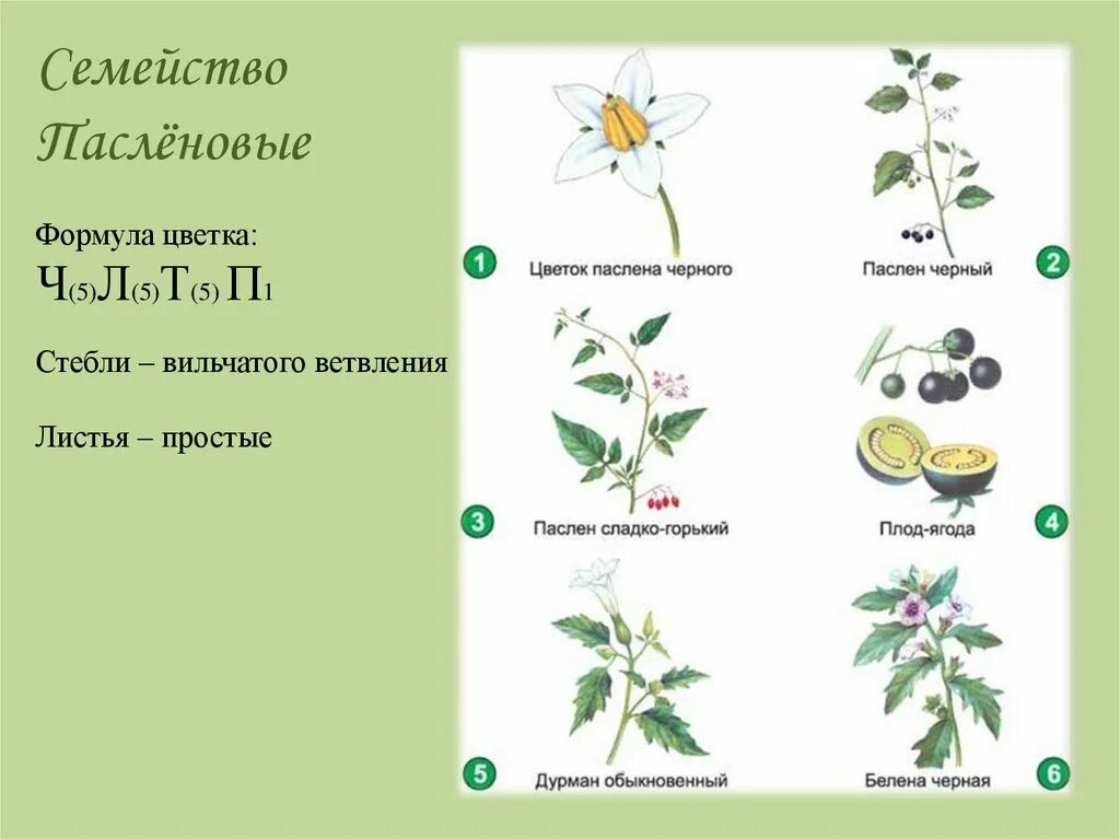 Род паслен класс двудольные. Строение растения пасленовых растений. Схема цветка семейства пасленовых. Строение плода пасленовых растений. Строение семейства пасленовых.
