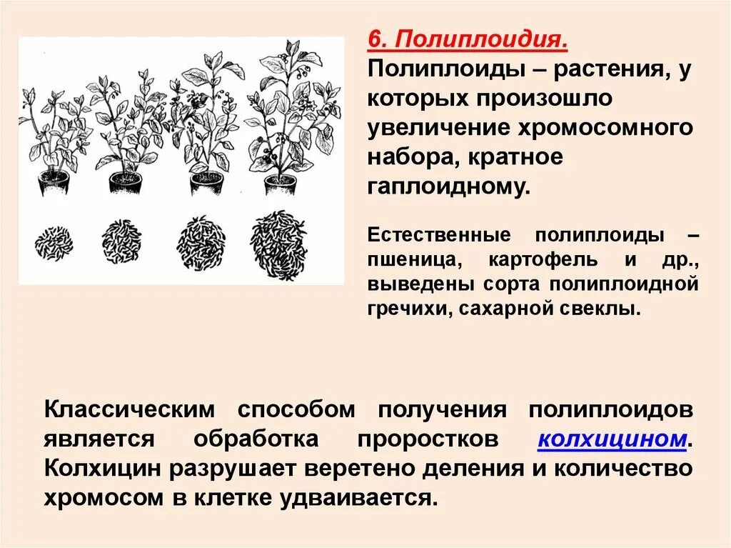 Полиплоидия методы получения полиплоидов. Полиплоидия у растений. Метод получения полиплоидов. Полиплоидия у животных.