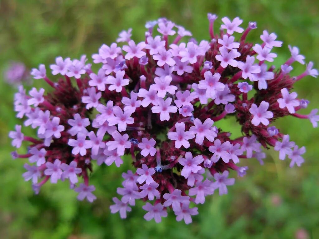 Вербена что делает. Вербена трава. Verbena officinalis. Вербена прямостоячая. Вербена лекарственная (Verbena officinalis).