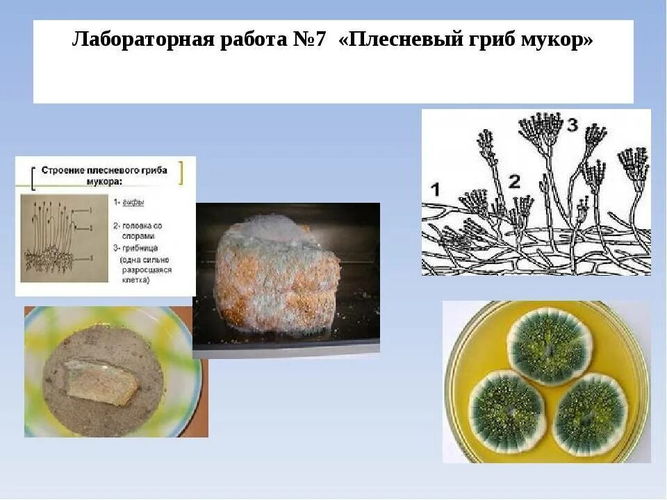 Способ питания пеницилла. Строение плесневого гриба мукора. Лабораторная работа изучение строения плесневых грибов. Строение плесневых грибов 5 класс. Одноклеточные плесневые грибы.