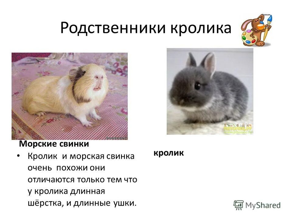 морские свинки породы куи. большая морская свинка капибара. капибара и морская свинка. морская свинка и копибар. морские свинки.