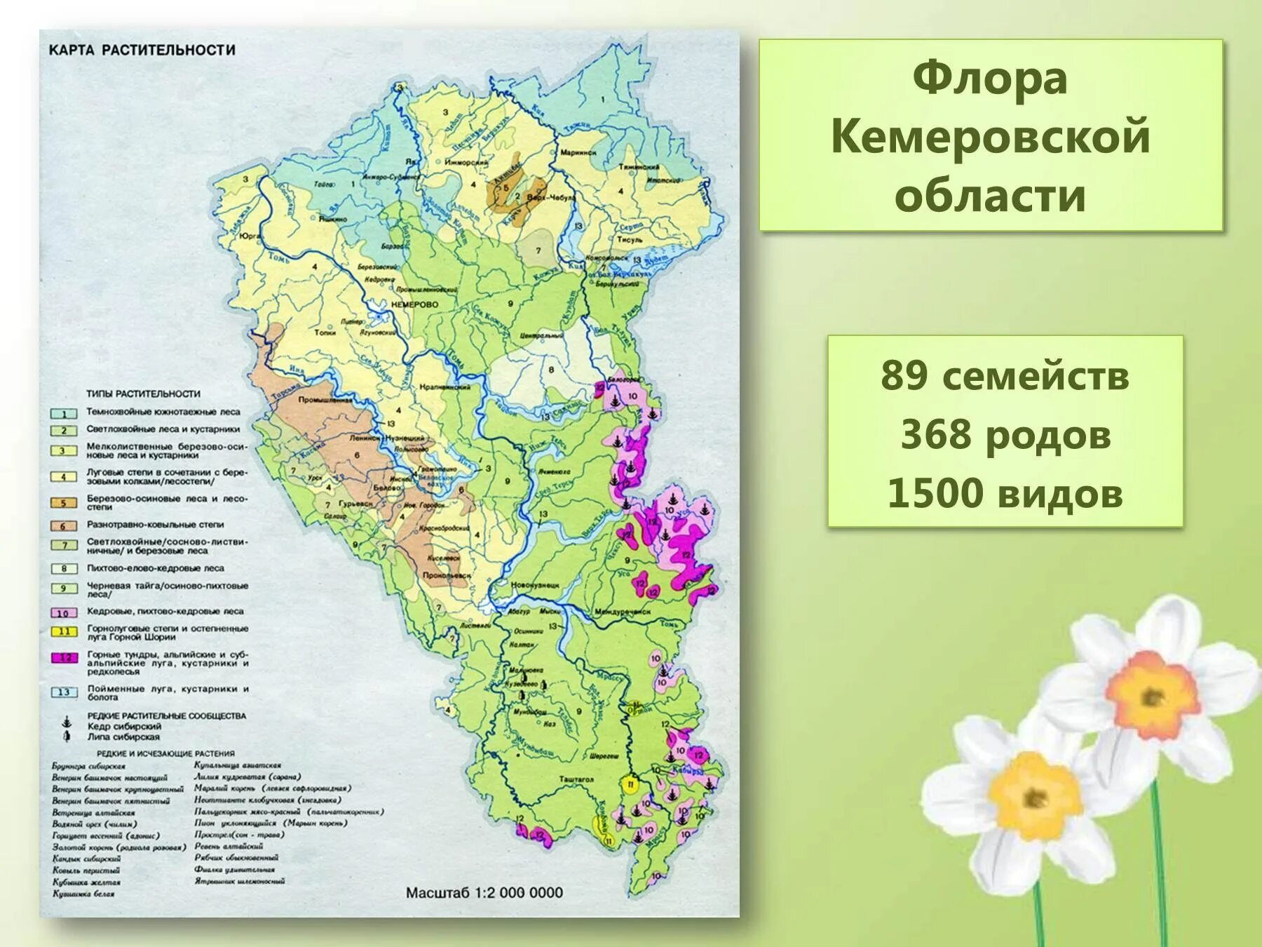 Кемеровская область находится в зоне. Карта природных зон Кузбасса. Кемеровская область на карте Кузбасса на карте. Карта растительности Кемеровской области. Карта растительности Кузбасса.