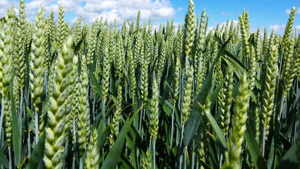 Озимая пшеница вид
