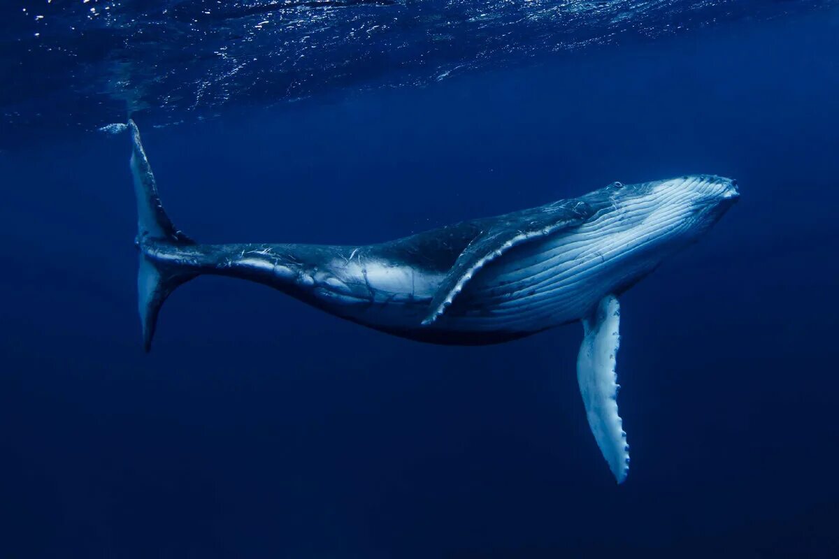 Какое млекопитающее самое крупное. Горбатый кит тихий океан. Голубой кит Balaenoptera musculus. Синий кит (голубой кит). Синий кит блювал.