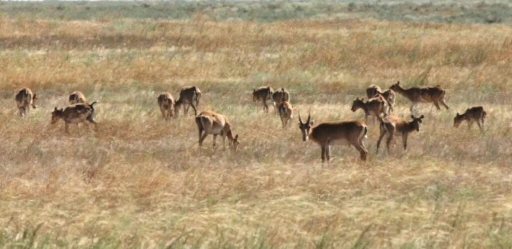 Экологические проблемы калмыки. Заповедник черные земли калмыкия. Заповедник черные земли калмыкии сайгаки. Проблемы заповедника черные земли. Меклетинский заповедник калмыкия.