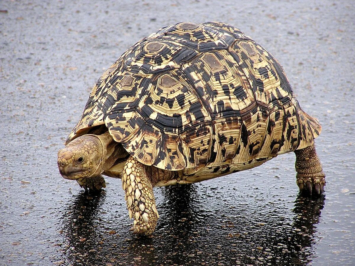Leopard tortoise