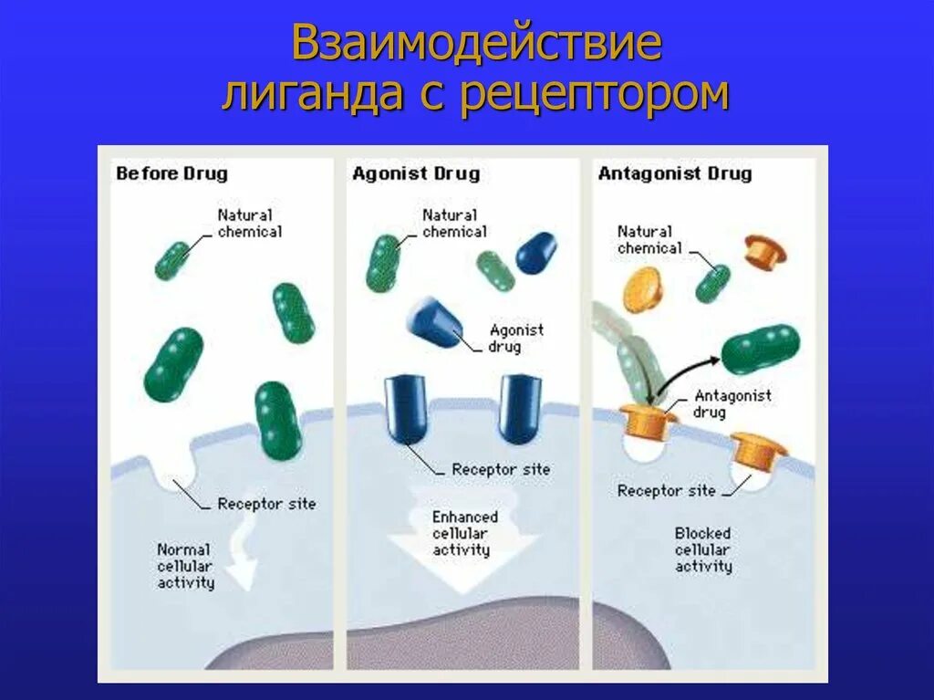 Механизм взаимодействия рецептора с лигандом. Взаимодействие рецепторов с лигандами. Механизм взаимодействия рецептора с лигандом. Адренергическая активность это. Механизм лиганд-рецепторного взаимодействия.
