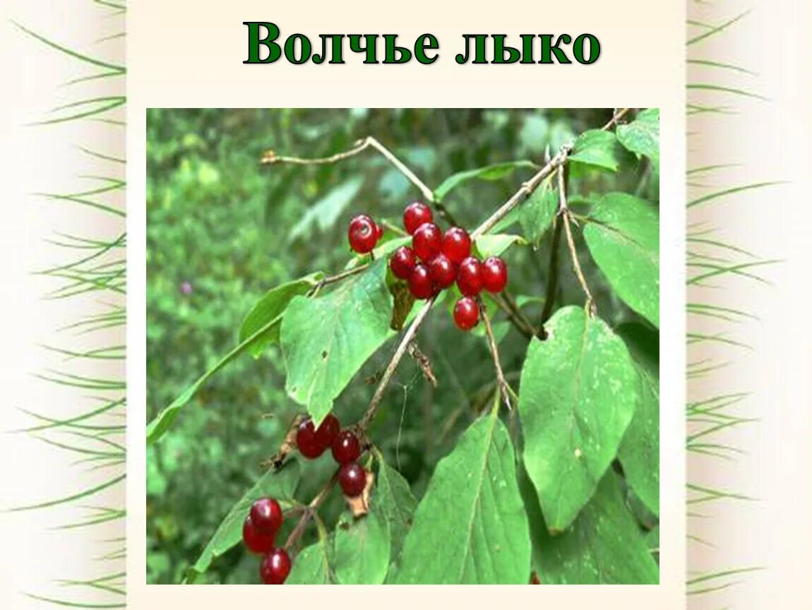 Волчье лыко ягода. 2. Волчье лыко. Волчье лыко рисунок для детей. Волчье лыко для детей