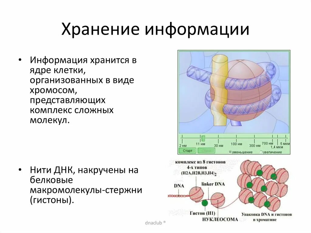 Ядро хранит информацию. Фрагментированное ядро. клеточное ядро вывод. о каких клетках в ядре хранится информация.