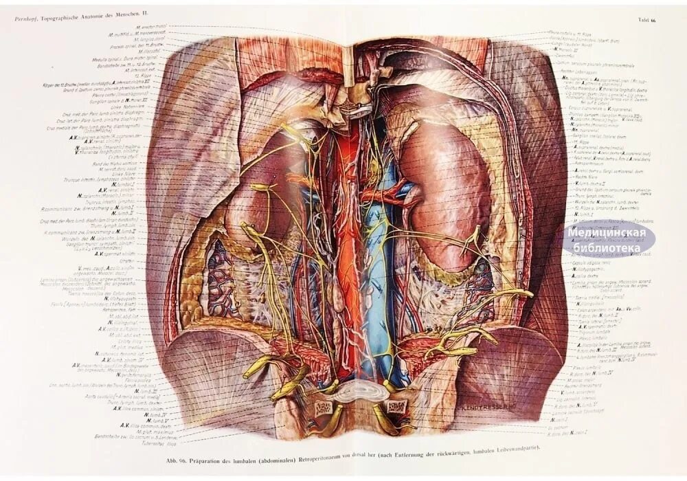 Анатомия твц. Пернкопф атлас анатомии. Дьявольский атлас Пернкопфа.
