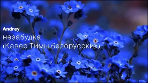 Кто исполняет песню незабудка