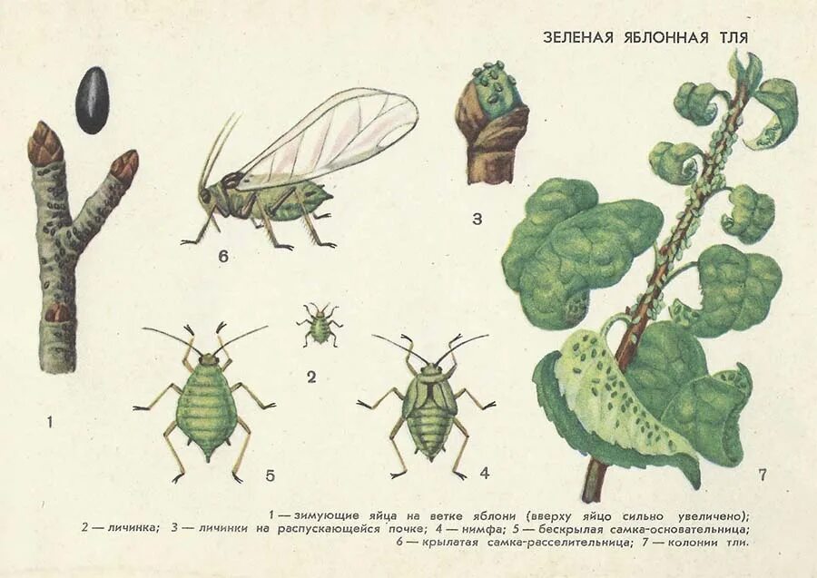 Какое развитие у тли. Зеленая яблонная тля повреждение. Зеленая Яблоневая тля (Aphis Pomi). Зеленая яблонная тля Имаго. Стадии развития тли.