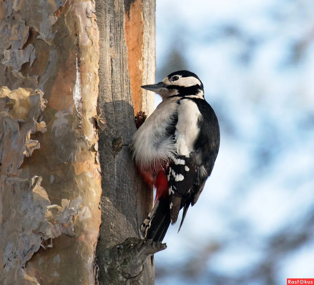 Птица санитар леса. Птица санитар леса. Птица санитар леса. Большой пестрый дятел питание. Пёстрые дятлы.