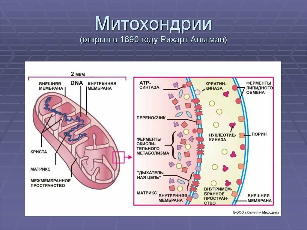 Митохондрии находятся в клетках. Кристы и матрикс митохондрий. структура митохондрии. строение митохондрии. структура клетки митохондрии.