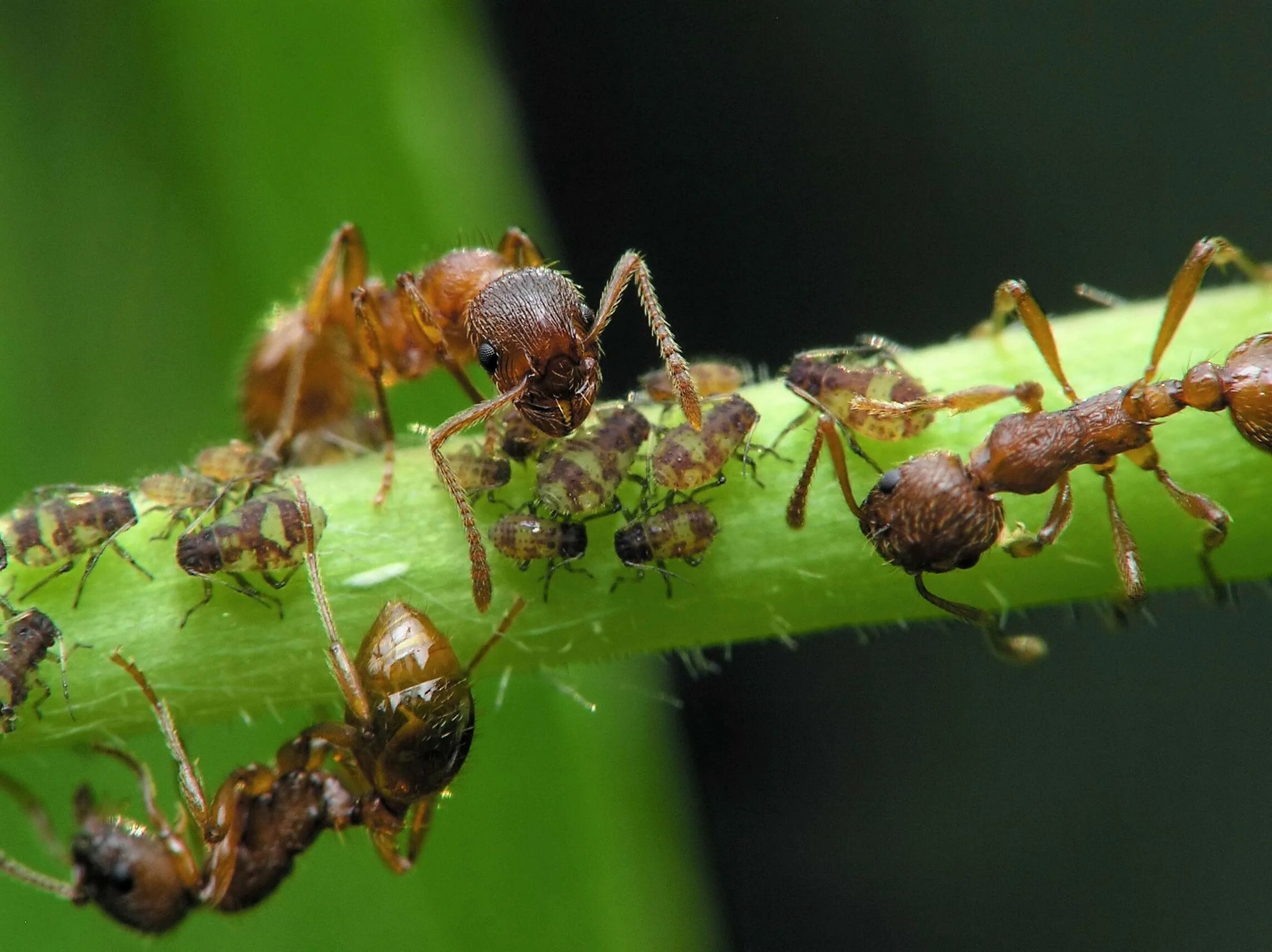 Народные средства борьбы с муравьями. Wasmannia auropunctata. Муравьи вредители. Садовые муравьи Муравейник. Муравьи листорезы.