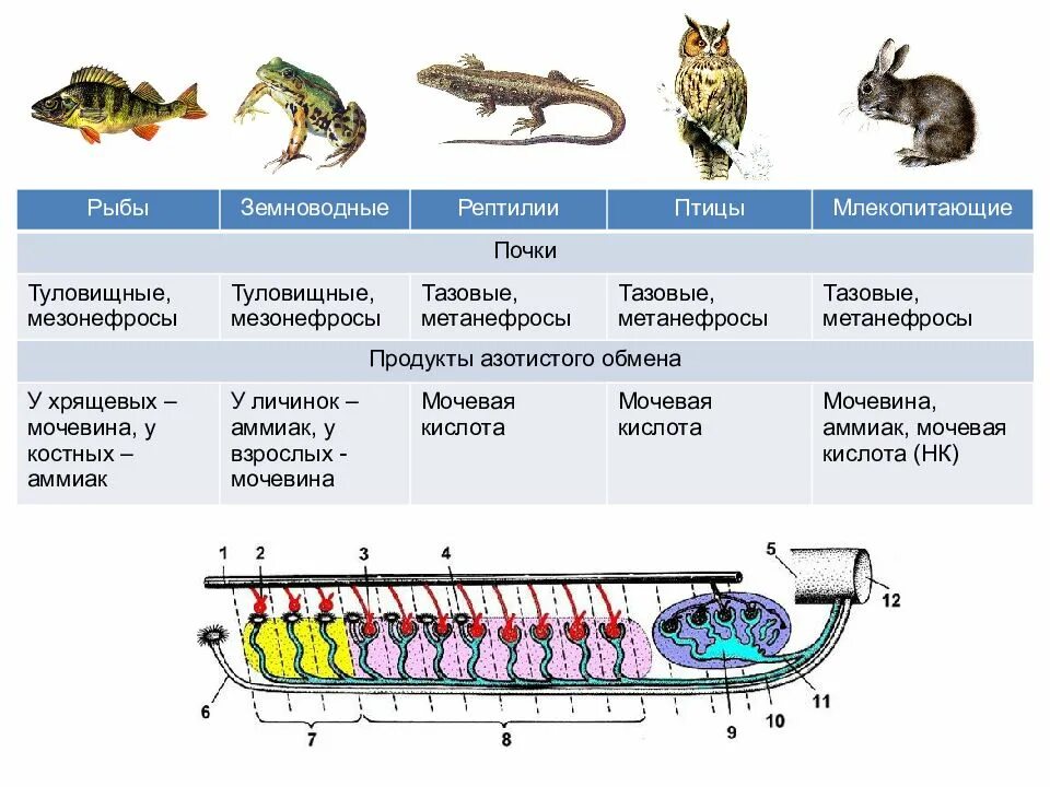 Рыбы выделительная система таблица. Выделительная система позвоночных рыб. Строение выделительной системы позвоночных животных. Выделительная система костных рыб. Легкие млекопитающих и пресмыкающихся