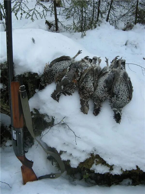 охота видео зимой свежее