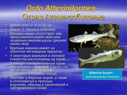 Выживаемость костных рыб