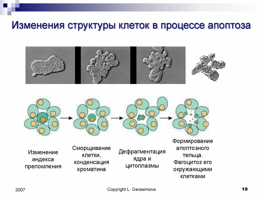 Изменение модификация структуры. Изменение структуры клеток. изменения, происходящие в клетке при апоптозе. структурные изменения апоптозной клетки. изменение клетки при апоптозе.
