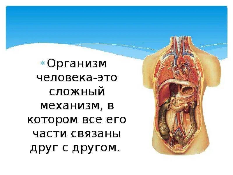 Организм человека. Строение тела человека. Как обустроен организм человека. Как устроен другой человек