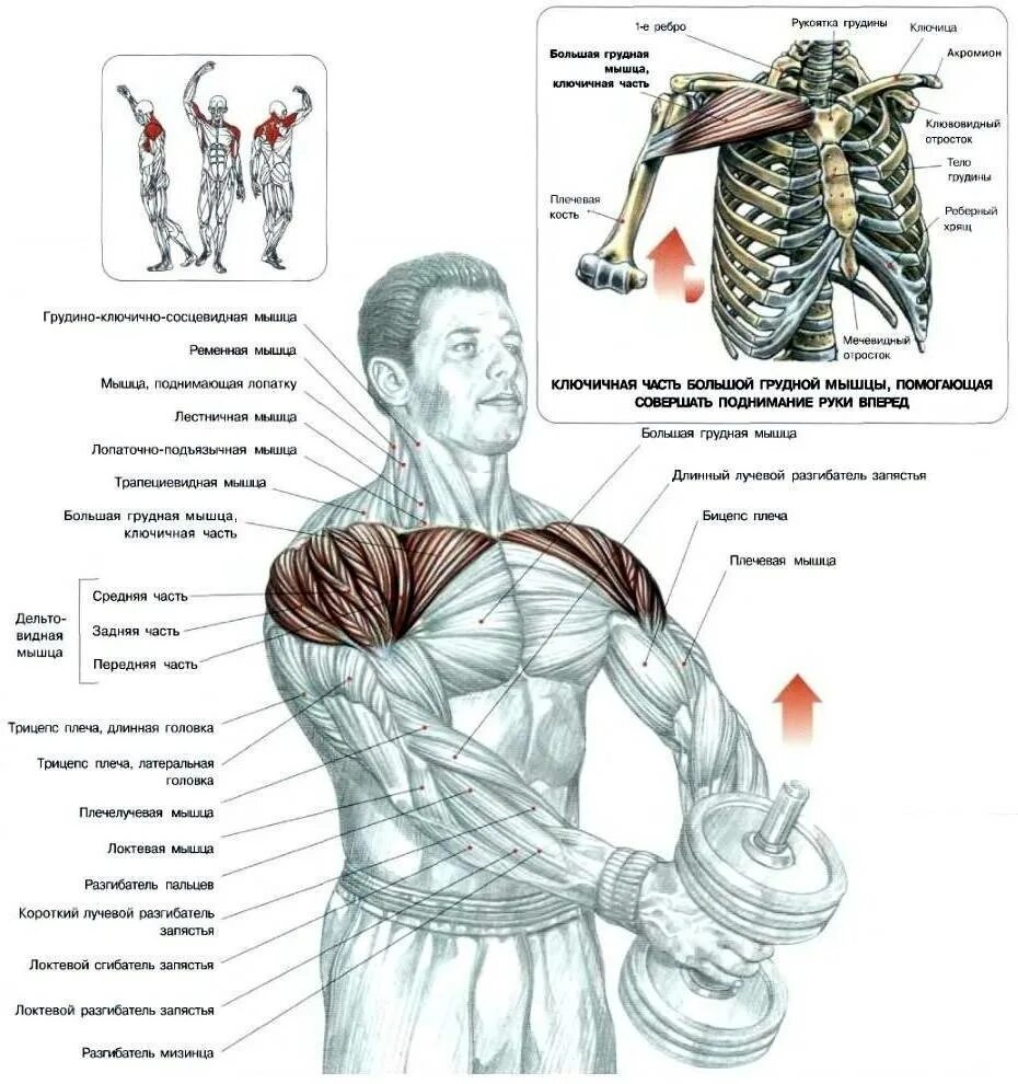 Упражнения для накачки грудных мышц. Схема прокачки грудных мышц. Упражнения для прокачки грудных мышц. Упражнения для развития мышц грудной клетки.