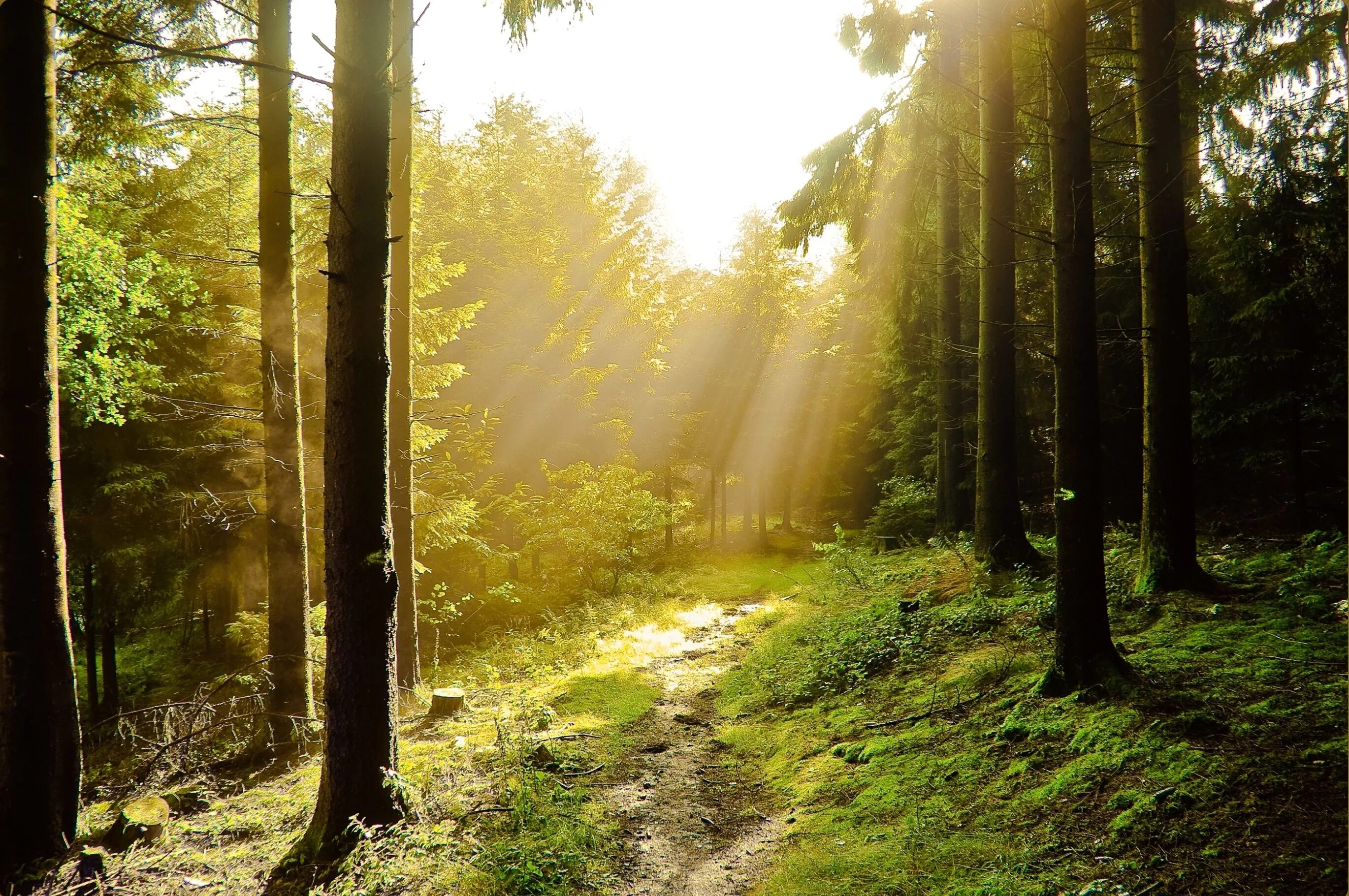 светлый лес. лес в солнечных лучах. "солнце в лесу". лучи солнца. лес в солнечных лучах.