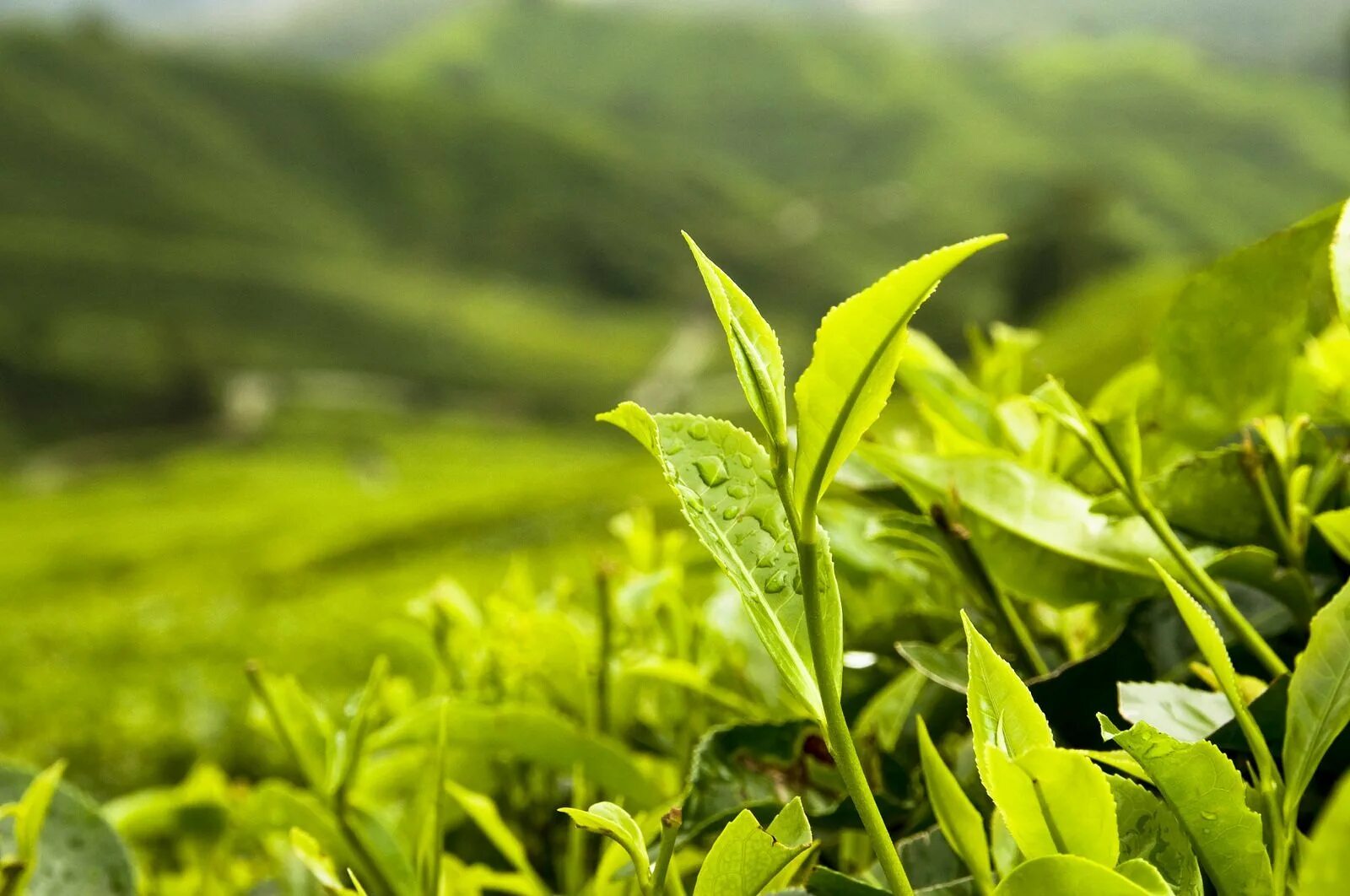 Листья чая купить. Чайные плантации. Те Гуань Инь. Зеленый чай. Листья чая. Зеленый чай листья.