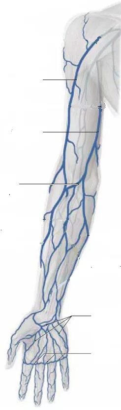 Вены верхней конечности
