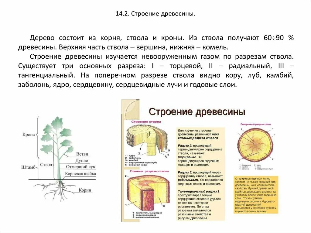 Лабораторная работа строение дерева. Строение древесины. строение дерева и древесины. строение дерева крона ствол корни.