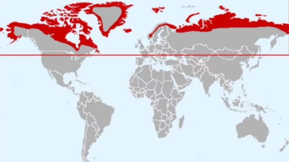 Где находится полярный волк колония на карте. Ареал обитания песца в России на карте. Тундровый волк ареал обитания. Полярный волк ареал обитания карта.