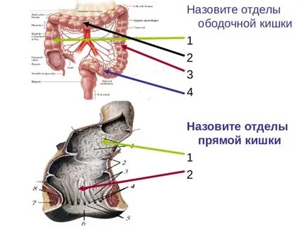 Кишечник кошки