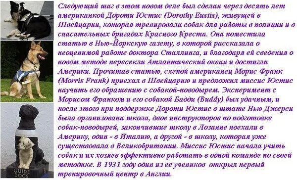 Собаки поводыри интересные факты. Рассказ о собаке поводыре. Породы собак поводырей с фотографиями и названиями. Тренировка собак поводырей. Поводырь для нины глава 4