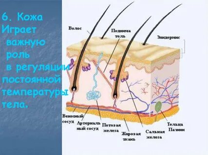 Кожа человека детям