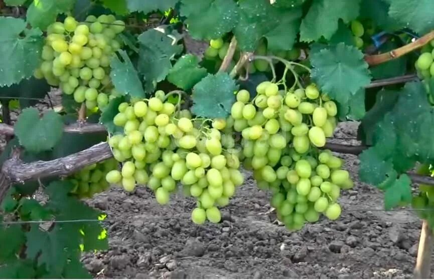 Виноград галахад описание сорта фото отзывы садоводов Купить саженцы Виноград Галахад в Москве и РФ. Описание сорта. Пункты самовывоза