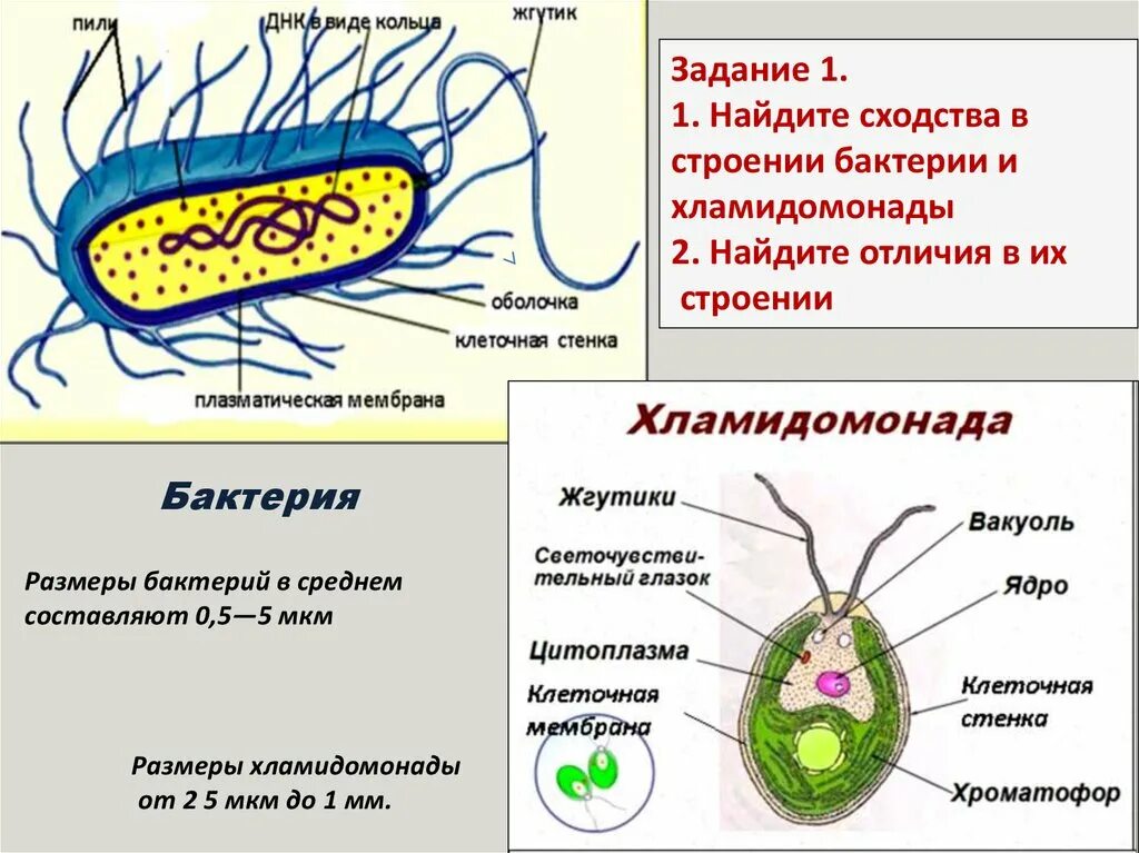 Строениеижизнидеятельностьбактерий. Размер клетки бактерии. Строение бактерии 5 класс. Бактерии строение и жизнедеятельность роль. Бактерии строение и жизнедеятельность роль.