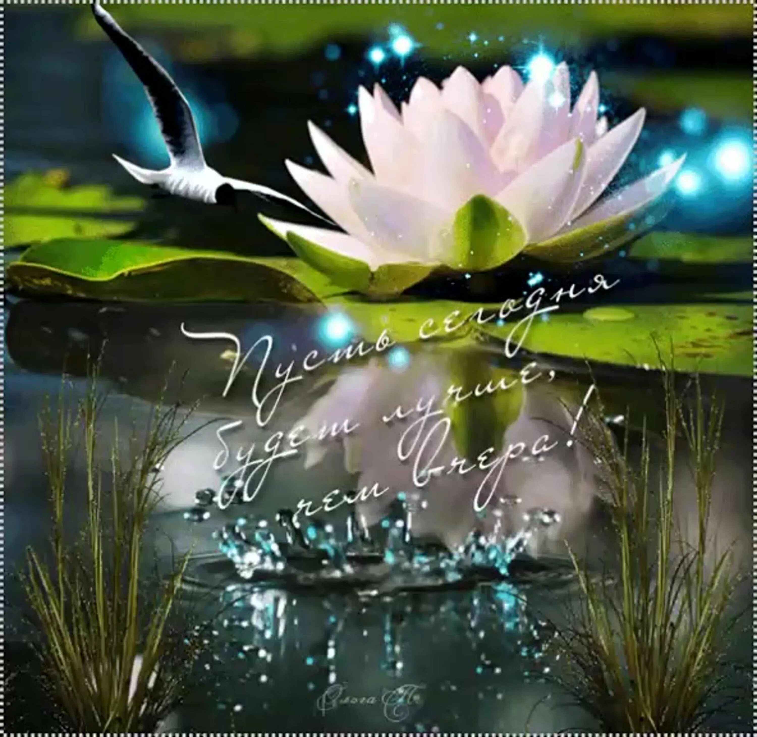Хорошего доброго весеннего вечера. Волшебного утра и чудесного дня природа. Красивые цветы на воде мерцающие. Доброго весеннего вечера.