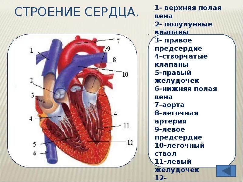 Внешнее и внутреннее строение сердца. Внутреннее строение сердца схема. верхняя полая вена створчатые клапаны правый желудочек. строение сердца биология схема. сердце человека анатомия 8 класс.