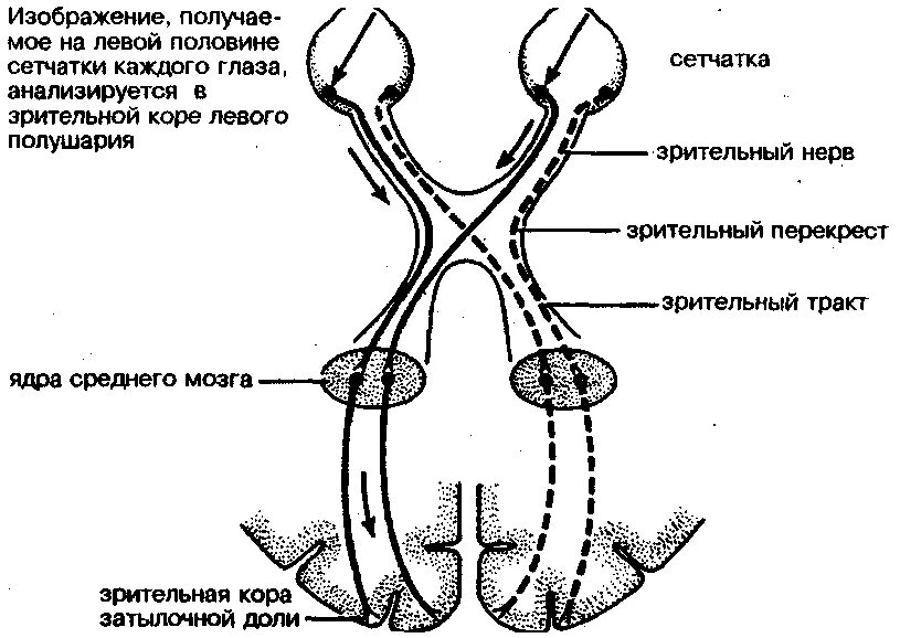 Зрительный нерв неврология схема. Проводящие пути зрительного анализатора схема. Зрительный нерв путь схема неврология. Схема зрительные проводящие пути (зрительный нерв, зрительный тракт). Пути глазки