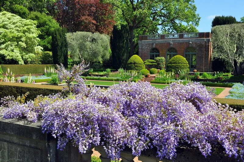 T i garden