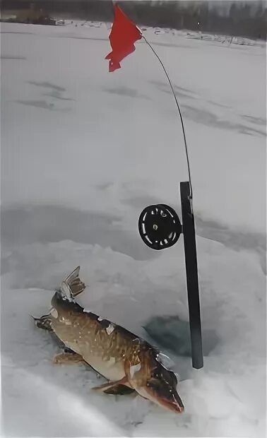 большая щука на жерлицы. клюет ли щука ночью зимой. клюет ли щука ночью зимой. клюет ли щука ночью зимой. щука на снегу.
