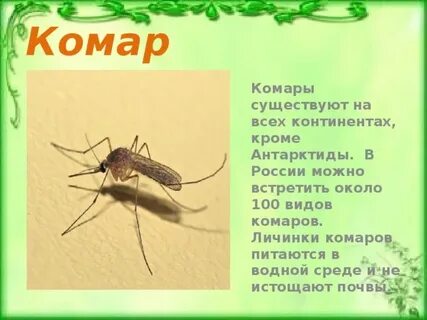 Животные которые питаются комарами 2 класс
