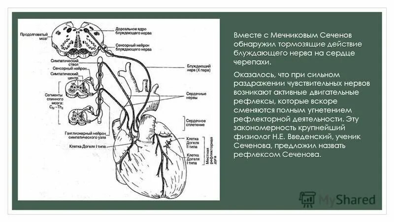 Блуждающий нерв иннервация сердца схема. Схема парасимпатической иннервации сердца. Нервная система анатомия лекция. 10 пара блуждающий нерв. Парасимпатическая и симпатическая иннервация сердца анатомия.