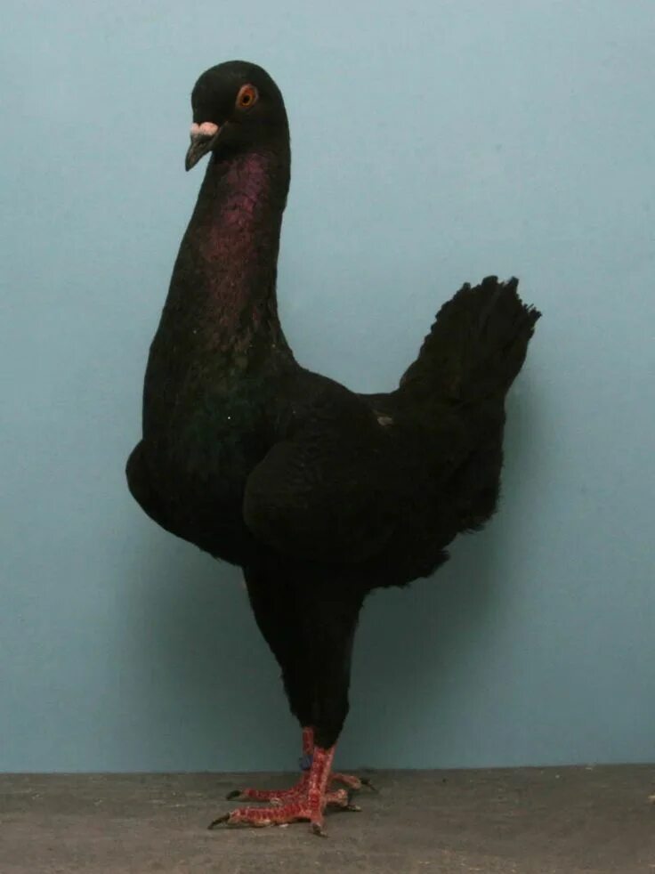 Детеныш голубя. Голубь дутыш дикий. Куда пристроить найденную птицу в костроме. Гривун. Дети голубей.