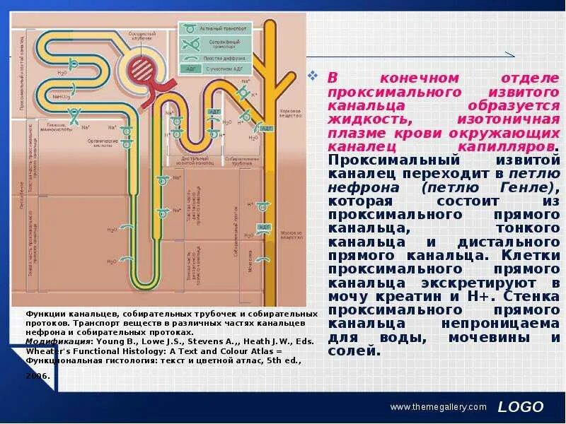 Какой процесс происходит в канальцах нефрона. Петля Генле нефрона. Проксимальные канальцы нефрона. Функция петли Генле нефрона. Процессы проксимальный извитой каналец.