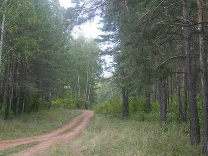 Село лес